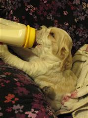 eat